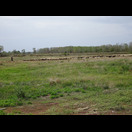 Ein Schäfer mit seiner Herde